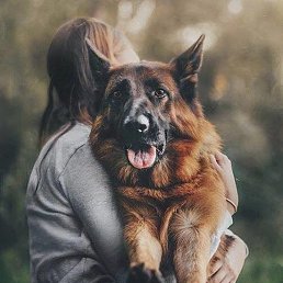 �������, ��������, 54 ����