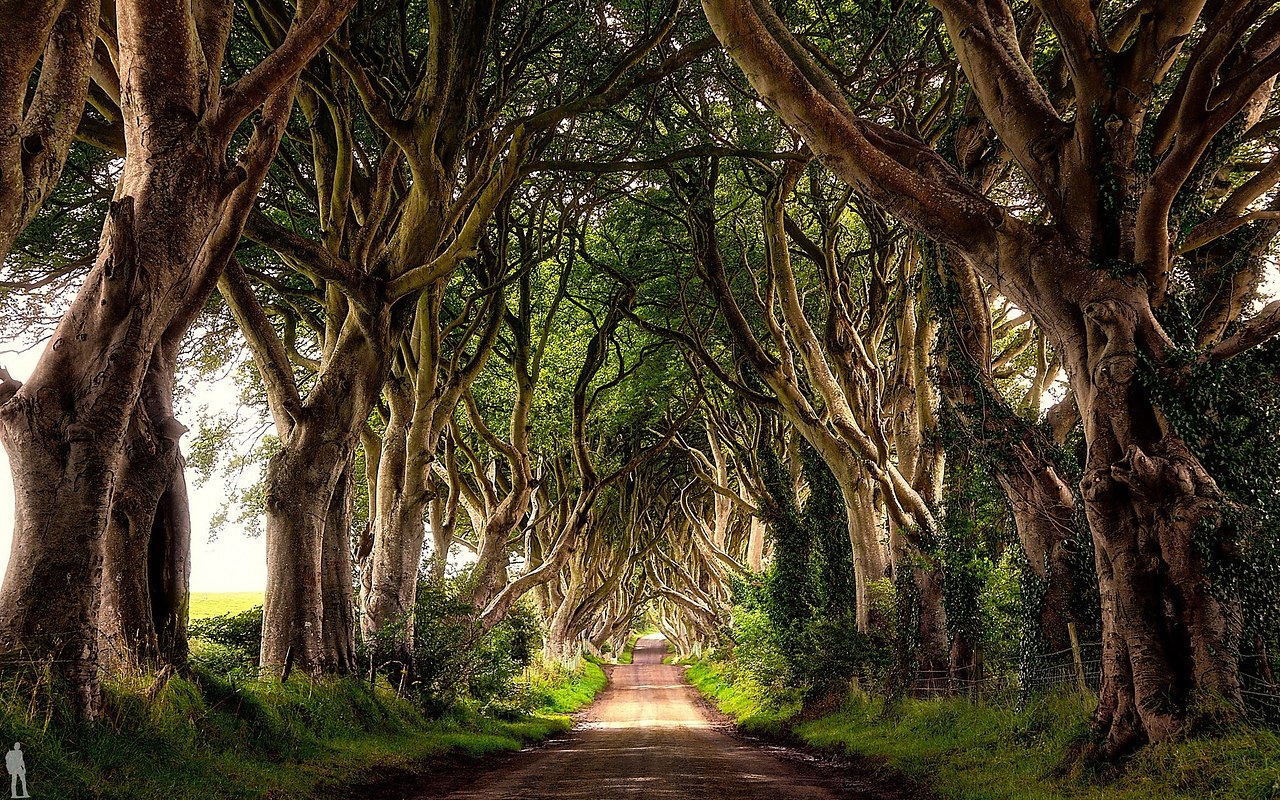 Буковая аллея, Ирландия.Темная аллея (Dark Hedges) — необычное место. Расположена она близ деревни ...