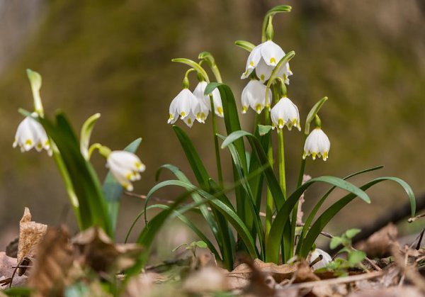 . (Leucojum)        ...