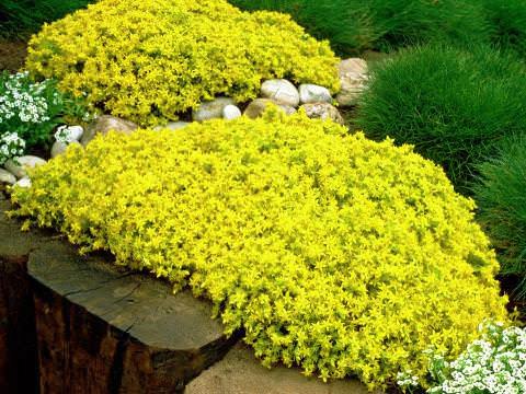  ().   (Sedum)     500    ... - 2