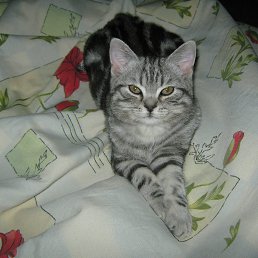 ������, ������, 55 ���