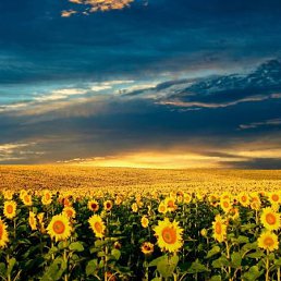 ����, �����������, 85 ���