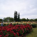  , , 70  -  15  2019   CA_2019_San Jose_Rose Garden_2