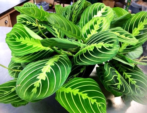 .      (Maranta)   ... - 2