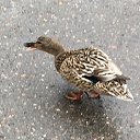 ���� �������, �������� - ��������� 24 ���� 2019 � ������ ������ ��������