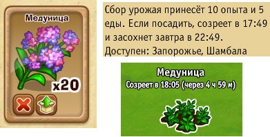 Медуницу необходимо собирать в Запорожье. На неё можно применять ускорители.