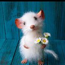 ���� ��������, ������ ��������, 58 ��� - ��������� 15 ������ 2019