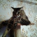 ���� ������, �����, 55 ��� - ��������� 14 ��� 2019 � ������ �ĸ��