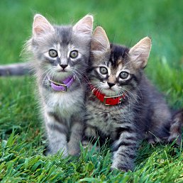 ������, ������, 60 ���