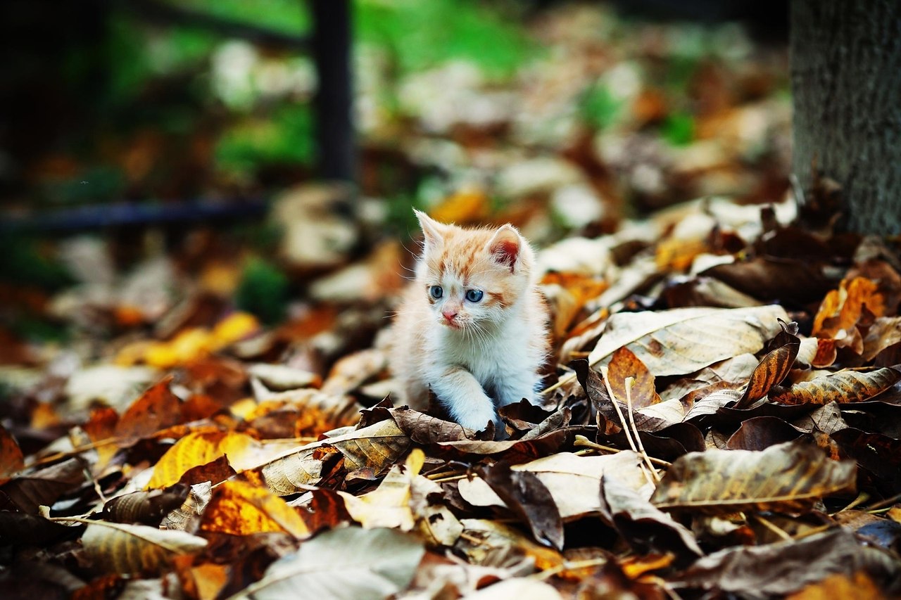 ПРОМОКШИЙ СТРАННИК.Мальчик обернулся на котёнка,Мама тянет мальчика вперёд.Дождик то ли глухо, то ли ...
