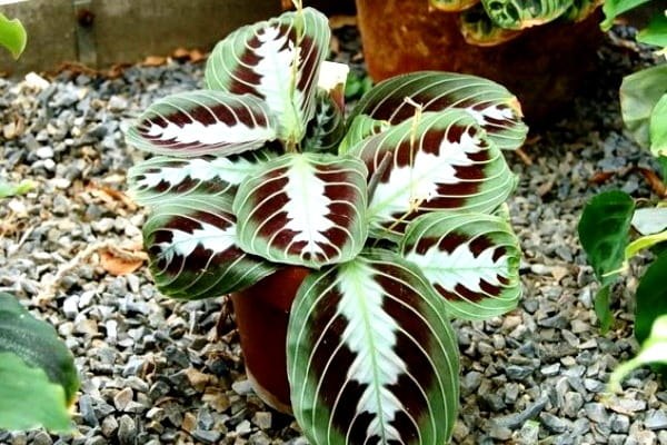 .      (Maranta)   ...