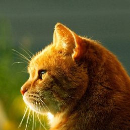 �����, ������, 35 ���