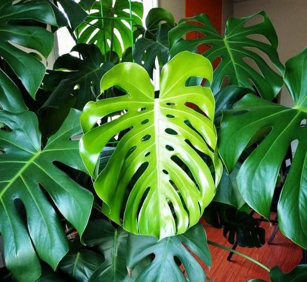 . (Monstera deliciosa)          ... - 2