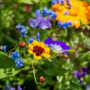  , , 52  -  11  2019     2019