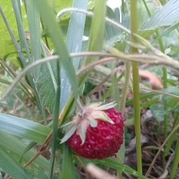 ������, ������������