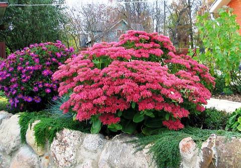  ().   (Sedum)     500    ...