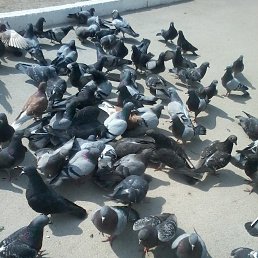  Dima, , 35  -  31  2020