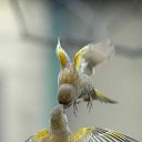 ���� Mesxi, �������, 50 ��� - ��������� 4 ��� 2020 � ������ ���� ����������