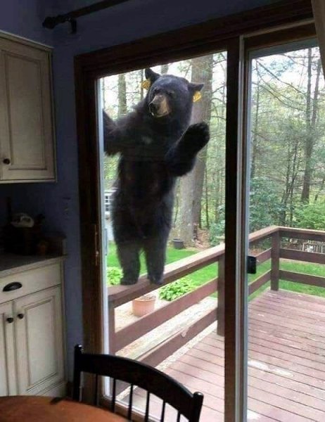 - Здравствуйте! А тут вам спокойной ночи пришел пожелать! - 2