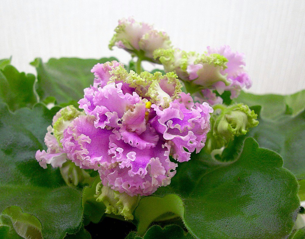   60.  ++. 1.Optimara Neverfloris (R.Holtkamp) 2.  ... - 5