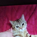 ���� �����, ������ �����, 39 ��� - ��������� 26 ���� 2020 � ������ ���� ����������