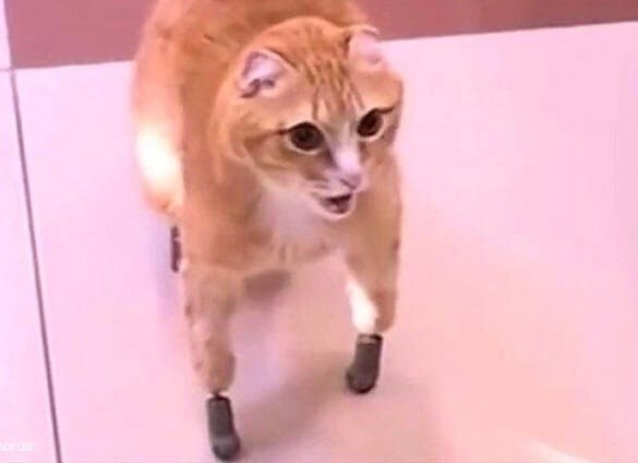    ,       ... ,  ...