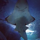 ���� ϸ��, ������, 40 ��� - ��������� 23 ������ 2020 � ������ ���� ����������