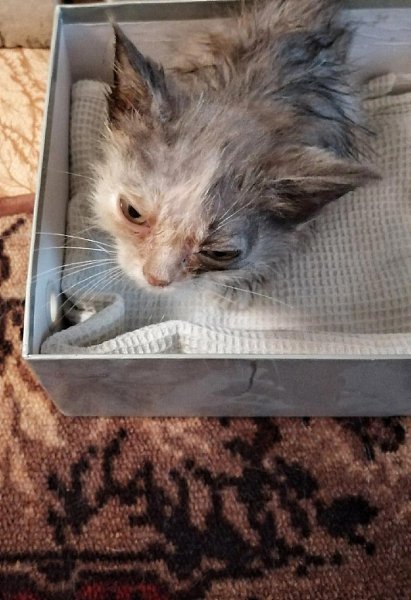 #Безкота_добро.Жила, значит, жила я себе спокойно на улице. Подумаешь, блохастая, с воспаленными ...