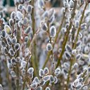 ���� Severnaya, ������ �������� - ��������� 12 ������ 2020 � ������ ������ ��������