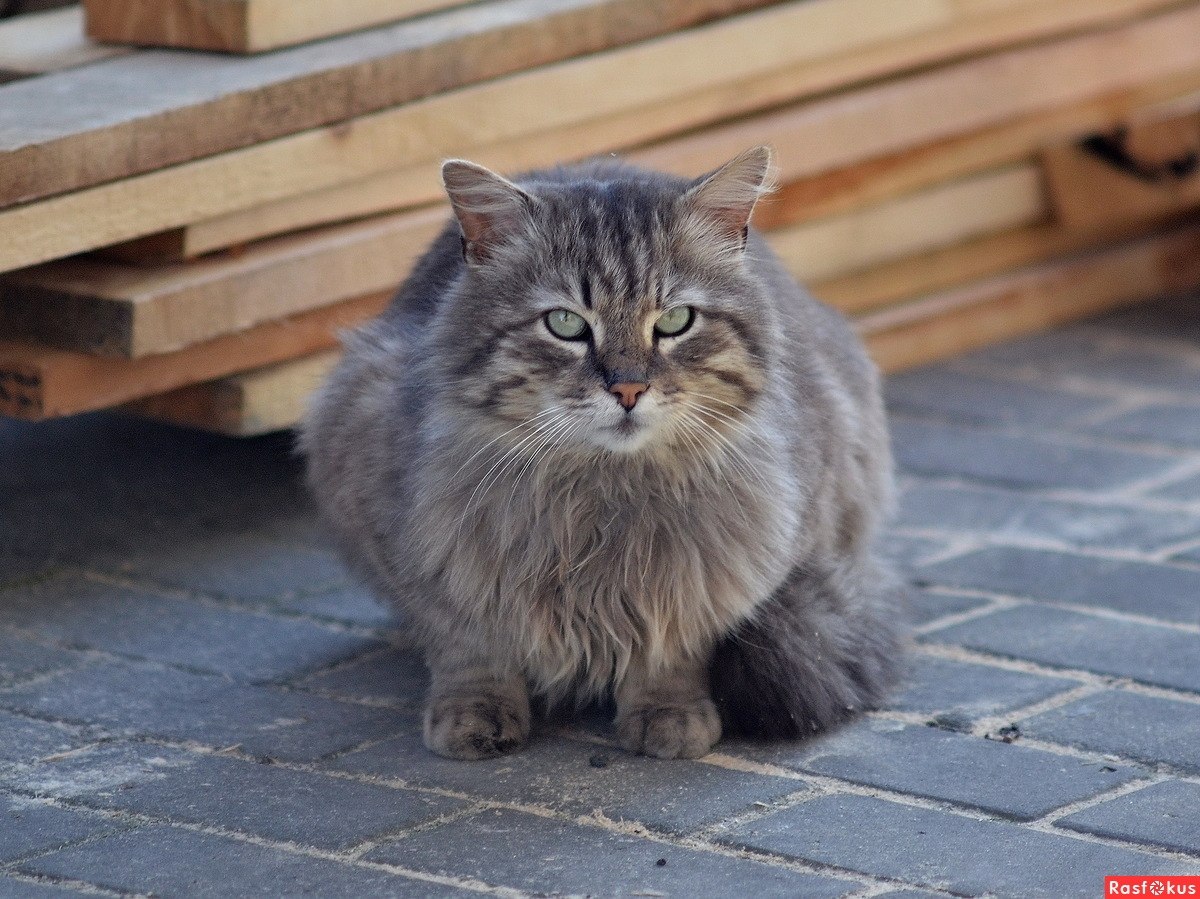 Дворовой кот. Соседский кот. Кот дворовой похож на тигрового.