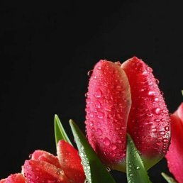 �����, �����, 66 ���