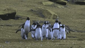 ���� �������, ������� ��������, 46 ��� - ��������� 23 ���� 2020