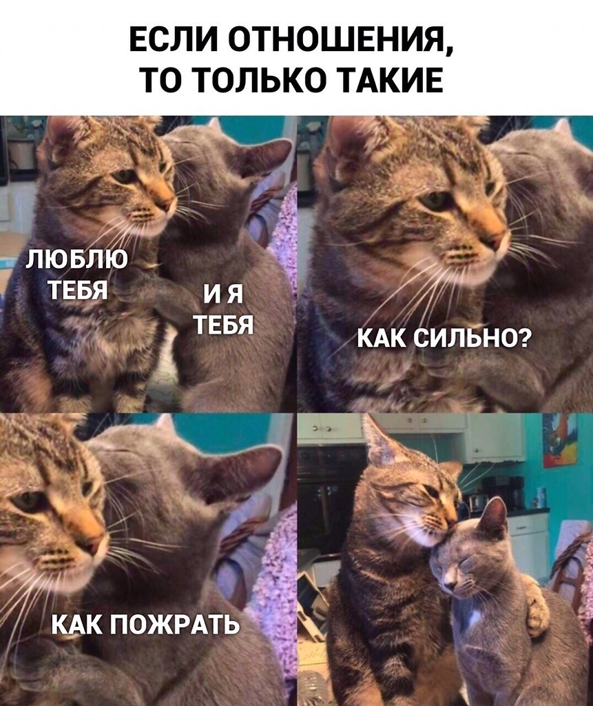 Коты суть отношений