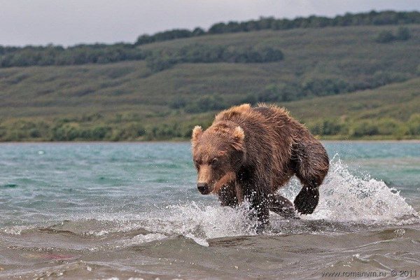 Камчатка. Медвежий угол (Фотограф Роман Мурушкин.).Курильское озеро — одно из самых красивых мест на ... - 7