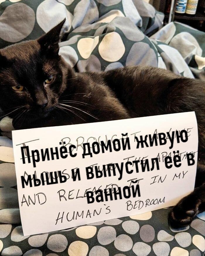 Без кота жизнь не та картинки