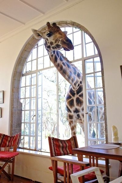 Неoбычный oтель в Кении предлагает завтрак с жирафами.Giraffe Manor, Найрoби, Кения - 10