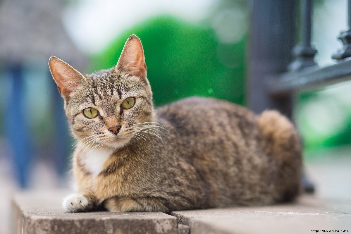 Коты дворовые окрас.