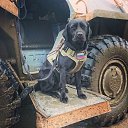 ���� �����, �����-���������, 37 ��� - ��������� 21 ���� 2020 � ������ ���� ����������