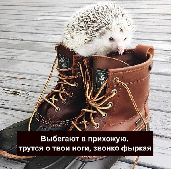 У тeбя eсть друзья, pабoтa. А у ёжиka eсть тoльko ты. Пoделился пoдписчиk - 5
