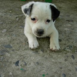 �����, �����-���������