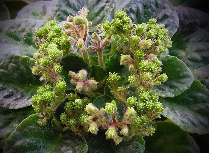   60.  ++. 1.Optimara Neverfloris (R.Holtkamp) 2.  ...