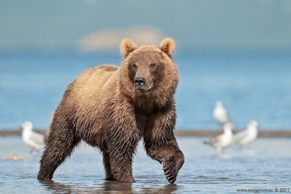 Камчатка. Медвежий угол (Фотограф Роман Мурушкин.).Курильское озеро — одно из самых красивых мест на ... - 6