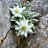 ���� Edelweiss, ������, 49 ��� - ��������� 26 ���� 2020