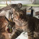 ���� �������, ������-��-����, 41 ��� - ��������� 26 ����� 2020 � ������ ���� ����������