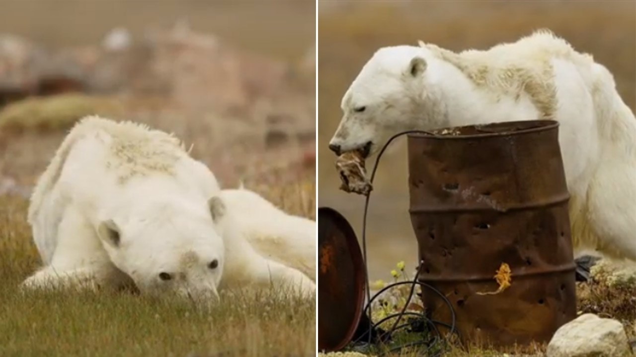 Почему медведи умирают. Истощенный белый медведь. Голодающие белые медведи. Глобальное потепление вымирание животных.