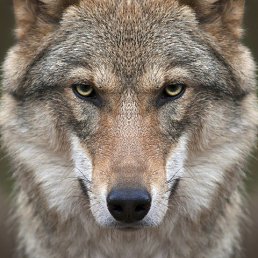 ����������, ������, 64 ����