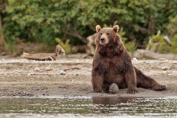 Камчатка. Медвежий угол (Фотограф Роман Мурушкин.).Курильское озеро — одно из самых красивых мест на ... - 3
