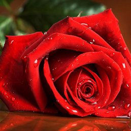 �������, ������, 45 ���