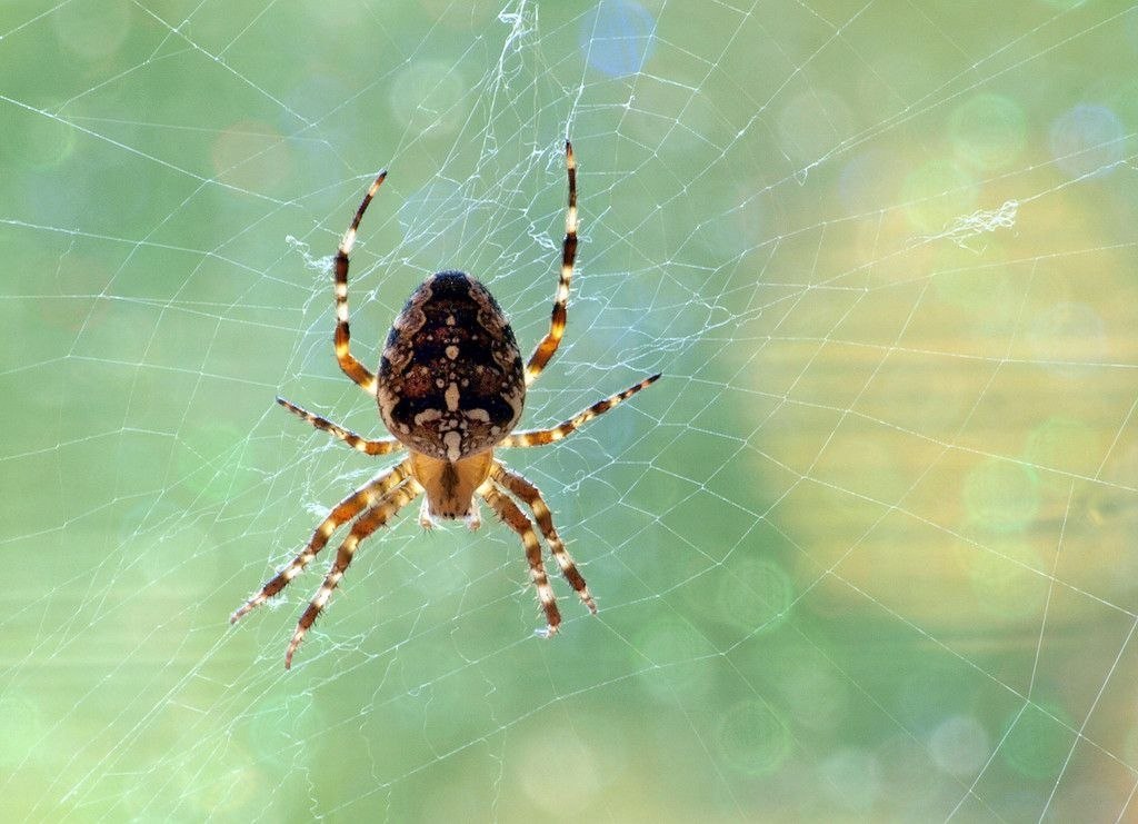  (. Araneus)       (Araneidae)