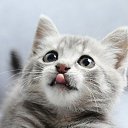 ���� ���������, �������, 41 ��� - ��������� 3 ��� 2020 � ������ ���� ����������